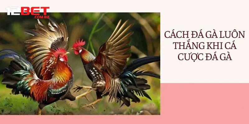 Cách để được sử dụng dịch vụ tại sảnh đá gà 12bet