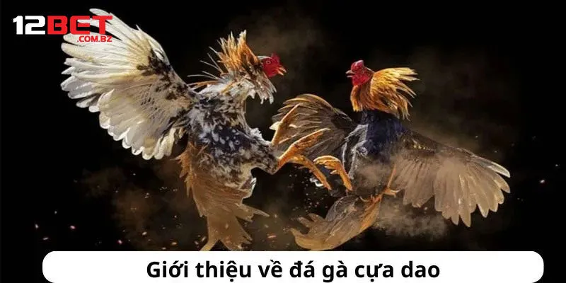 Sơ Lược Về Đá Gà Cựa Dao Thú Vị Tại 12bet