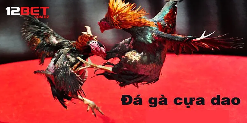 đá gà cựa dao