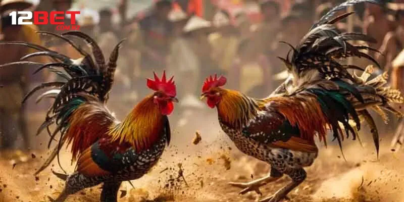 Các quy định chính trong trò chơi đá gà cựa sắt