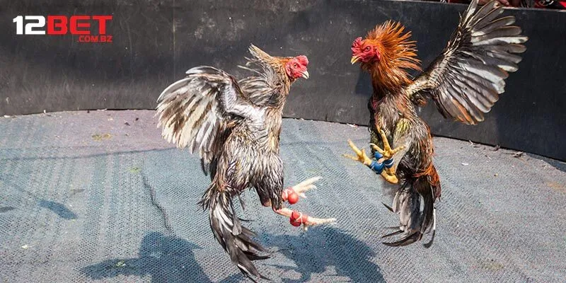 Cách chọn gà phù hợp và các cửa cược chính trong đá gà cựa sắt